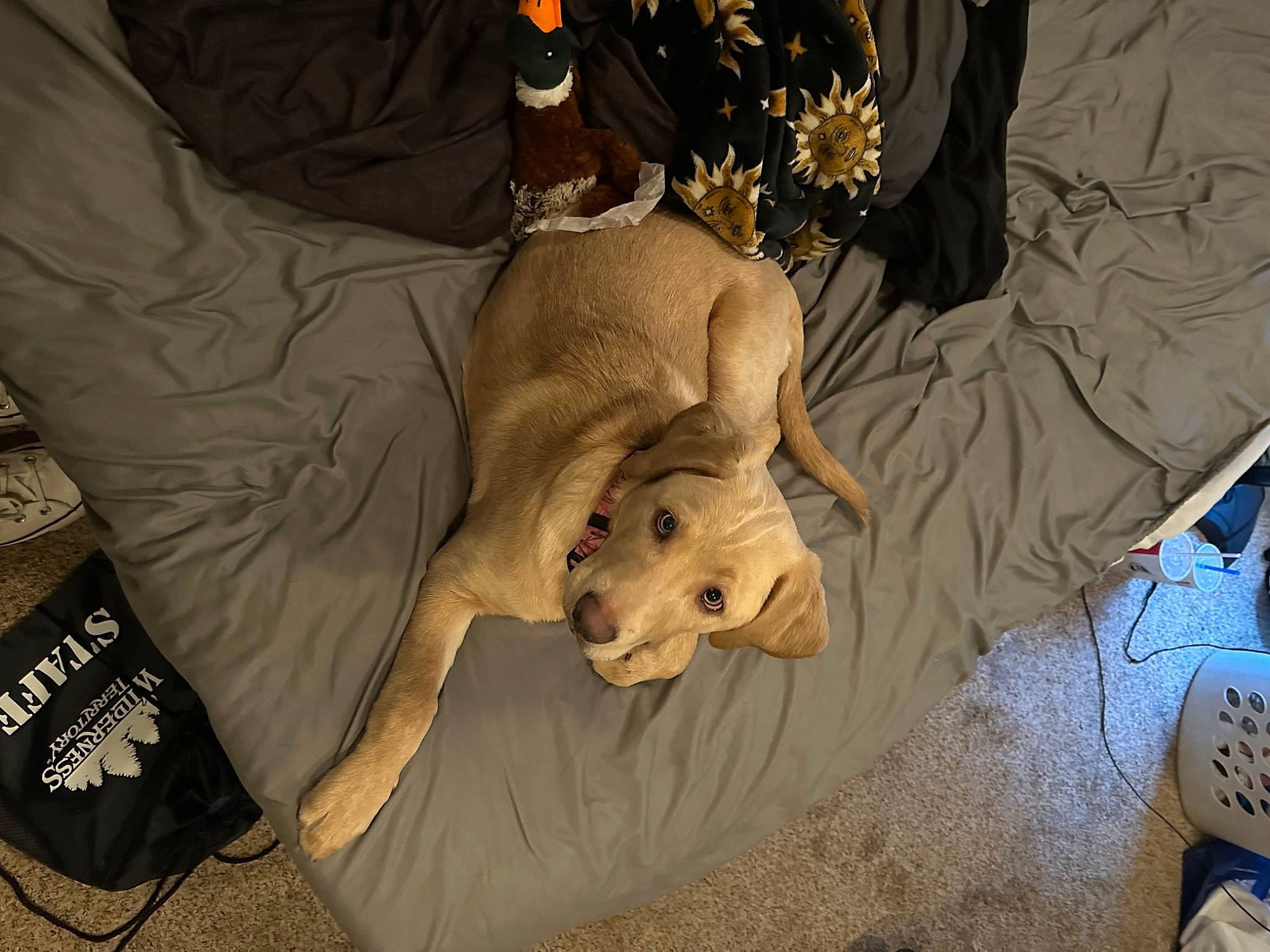 Ella is registered to the contest to win money with this photo: bed, bedding, canidae, carnivore, comfort, companion_dog, dog, dog_breed, fawn, felidae, fur, human_leg, linens, room, sporting_group, toy_dog, wrist