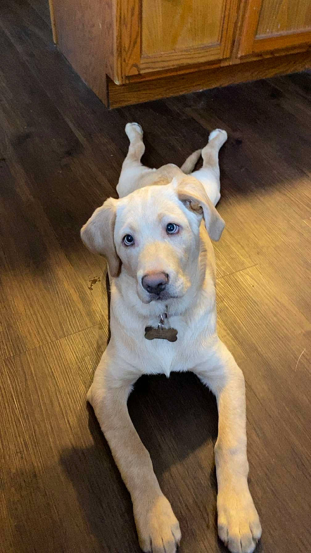 Ella is registered to the contest to win money with this photo: canidae, carnivore, collar, companion_dog, dog, dog_breed, dog_collar, fawn, flooring, fur, hardwood, pet_supply, plank, sporting_group, tail, varnish, wood, wood_flooring, wood_stain, working_animal