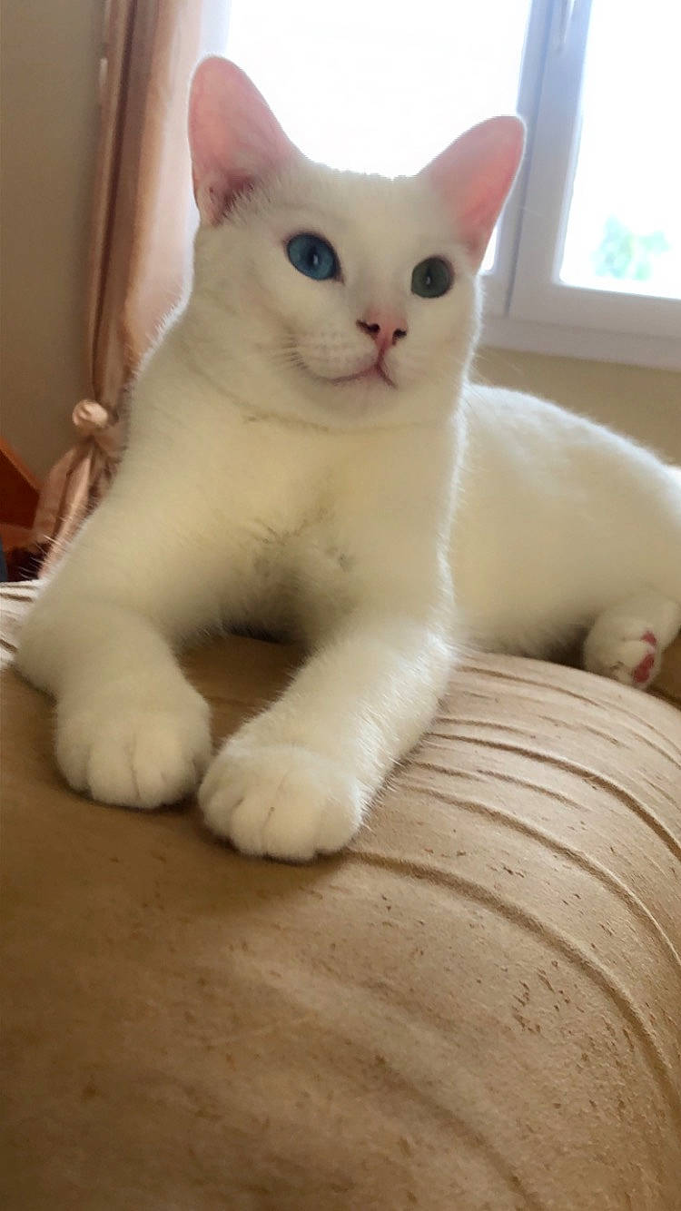 Neige a rejoint le concours — aidez-le/la à gagner de superbes lots ! carnivore, cat, domestic_short_haired_cat, fawn, felidae, fur, paw, small_to_medium_sized_cats, snout, tail, whiskers, window