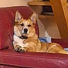 animal, canine, collar, companion, corgi, couch, cute, dog, ears, furniture, home, house, indoor, mammal, paw, pet, portrait, red_leather, relaxed, resting