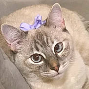 Periwinkle is registered to the contest to win money with this photo: cat, blue_eyes, bow, close_up, fluffy, pet, cute, animal, whiskers, ears, face, feline, fur, resting, indoor, domestic_cat, looking, soft, adorable, portrait