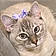 Periwinkle