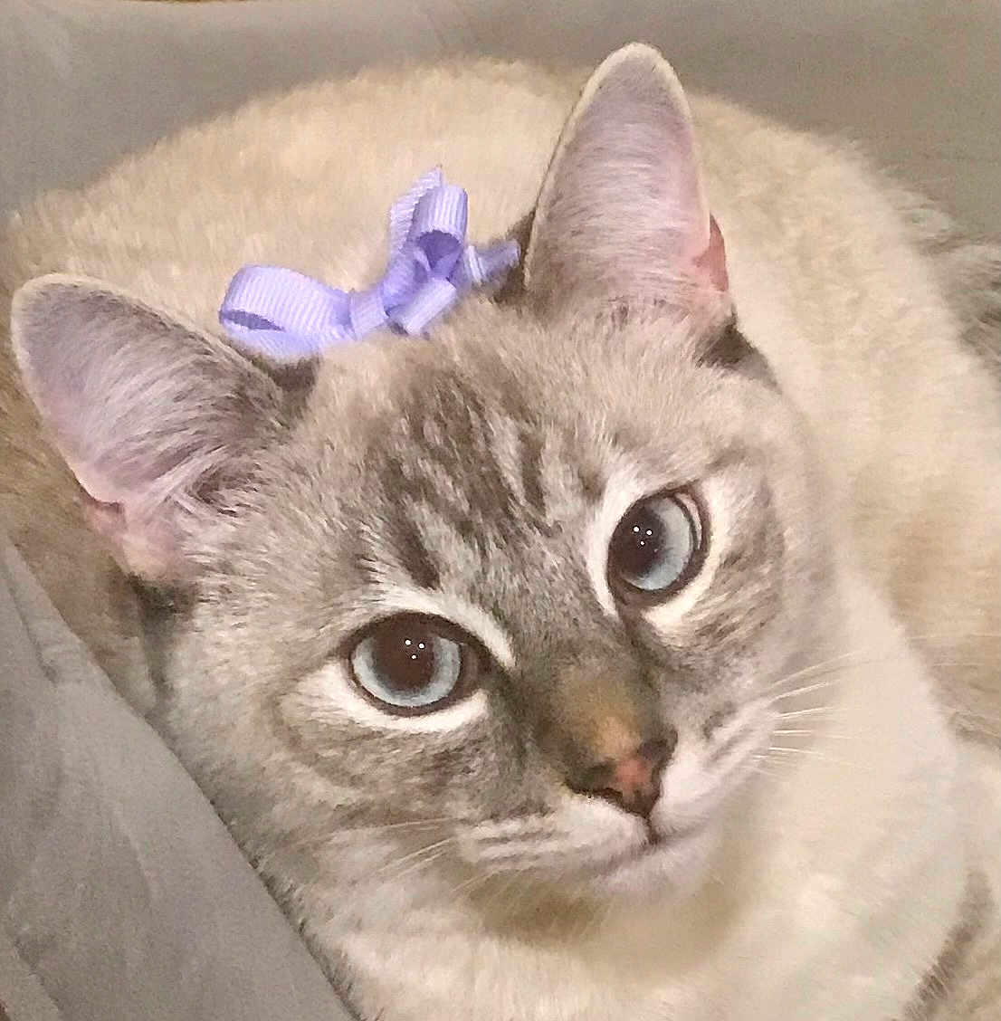 Periwinkle