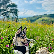 Kiara participe au concours pour gagner de l'argent avec cette photo : animal, blue_sky, clouds, daytime, dog, field, grass, greenery, harness, meadow, nature, outdoor, panting, pet, relaxing, scenic, sneakers, summer, tree, wildflowers