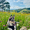 animal, blue_sky, clouds, daytime, dog, field, grass, greenery, harness, meadow, nature, outdoor, panting, pet, relaxing, scenic, sneakers, summer, tree, wildflowers