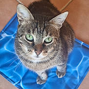 Nem participe au concours pour gagner de l'argent avec cette photo : cat, tabby, green_eyes, pet, animal, cute, fur, whiskers, ears, floor, tile, blue_mat, pattern, looking_up, sitting, domestic_cat, indoor, close_up, portrait, curious