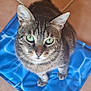 cat, tabby, green_eyes, pet, animal, cute, fur, whiskers, ears, floor, tile, blue_mat, pattern, looking_up, sitting, domestic_cat, indoor, close_up, portrait, curious