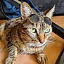 Nem a rejoint le concours — aidez-le/la à gagner de superbes lots ! cat, tabby, sunglasses, pet, animal, indoor, floor, closeup, green_eyes, whiskers, paw, cute, relaxed, feline, striped, domestic_animal, fur, portrait, resting, accessory