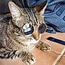 cat, tabby, sunglasses, pet, animal, indoor, floor, tile, reflection, whiskers, paw, fur, cute, relaxed, accessory, fashion, closeup, domestic_cat, portrait, resting