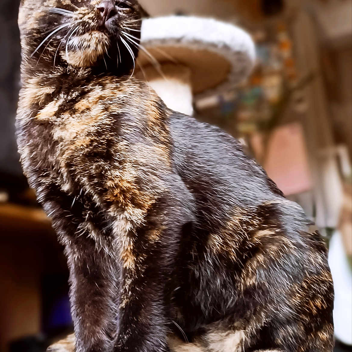 Tiaré a rejoint le concours — aidez-le/la à gagner de superbes lots ! abyssinian, angora, animal, armchair, blackcat, brasssection, cat, chair, furniture, hardwood, horn, kitten, manx, musicalinstrument, pet, siamese, wood