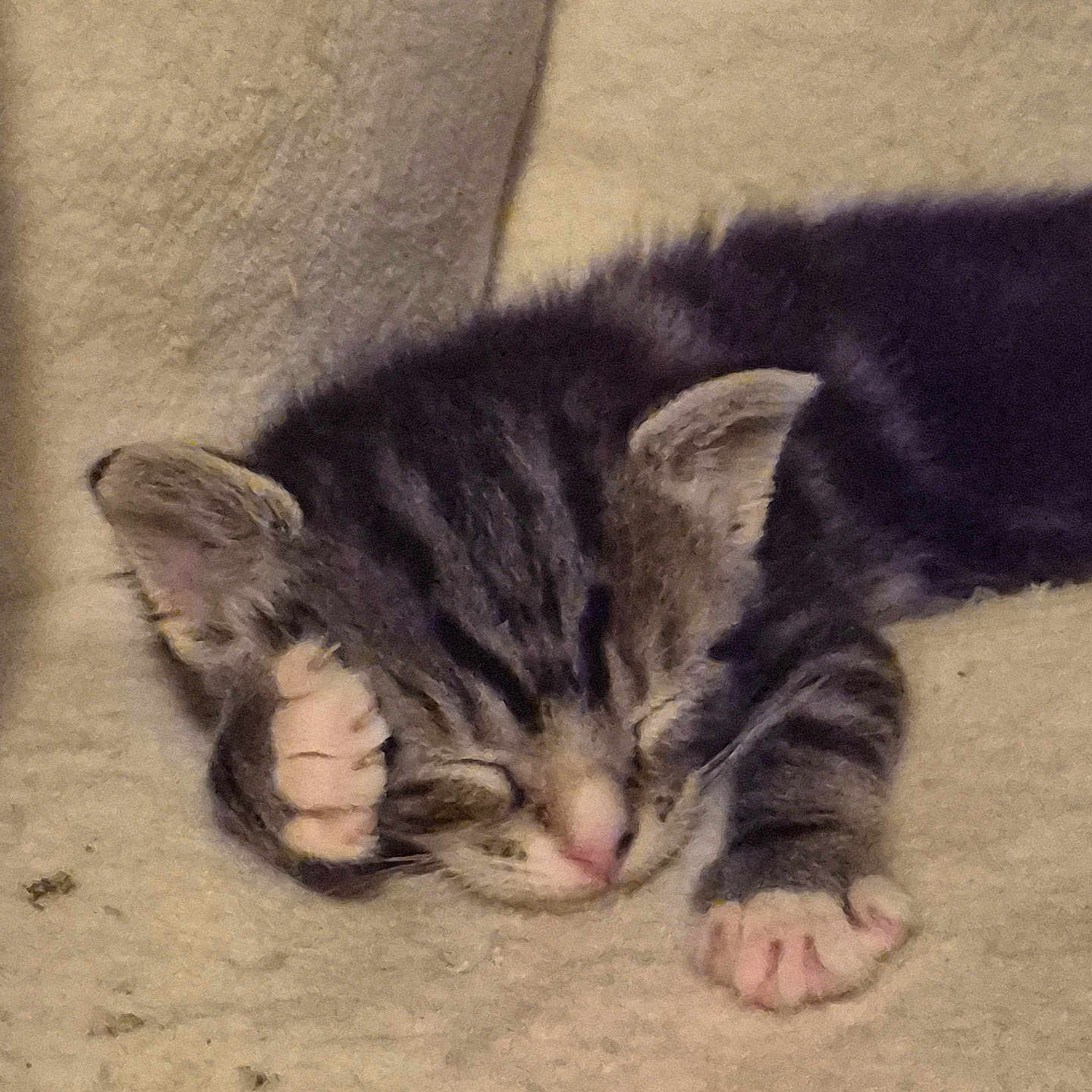 Jasper is registered to the contest to win money with this photo: adorable, animal, blanket, cat, cozy, cute, feline, fur, indoor, kitten, paw, pet, pink_nose, relaxed, resting, sleeping, soft, tabby, whiskers, young