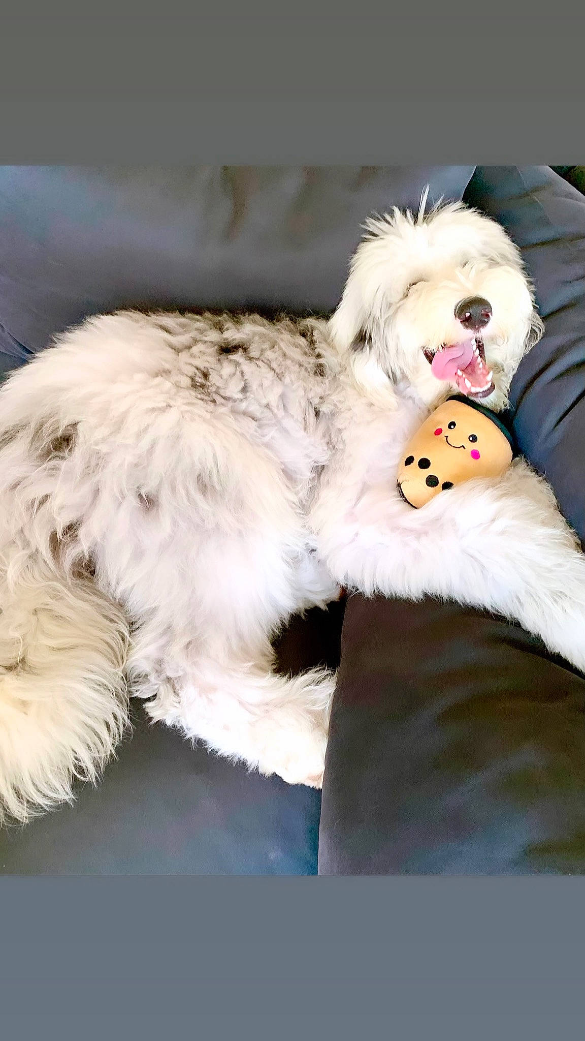 Saint is registered to the contest to win money with this photo: bow_tie, canidae, carnivore, companion_dog, dog, dog_breed, dog_supply, fang, felidae, fur, happy, mammal, paw, small_terrier, snout, sporting_group, terrier, toy, toy_dog, whiskers