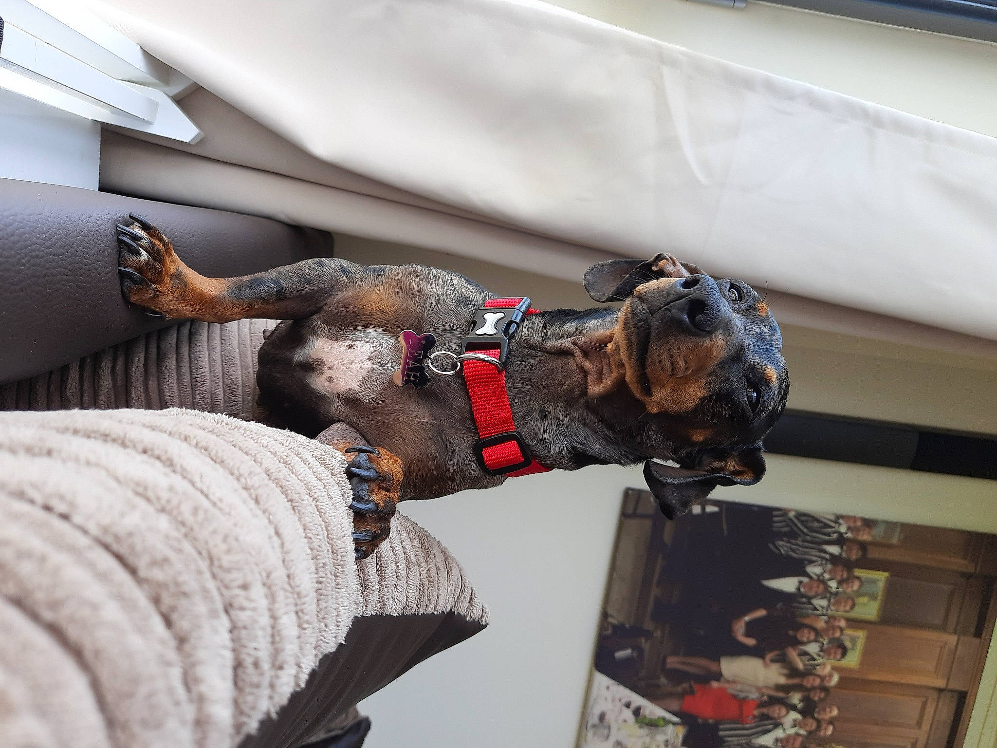 Doodle joined the competition — help win amazing prizes! canidae, carnivore, companion_dog, dachshund, dog, dog_breed, fawn, sporting_group