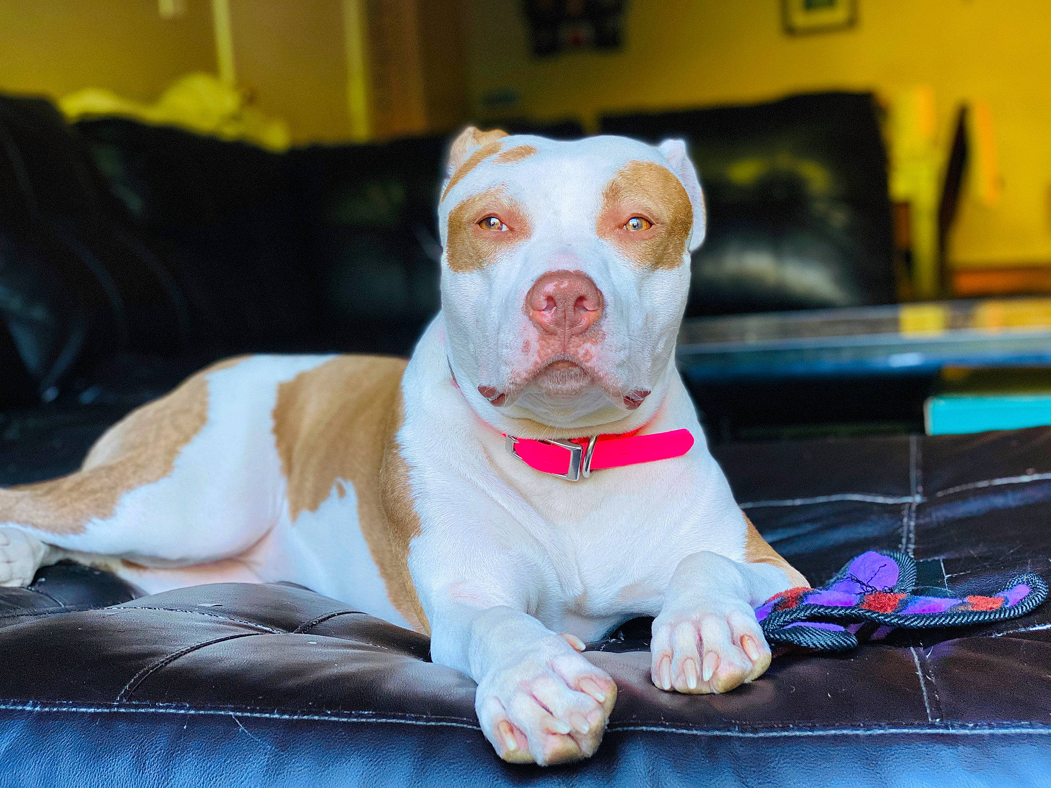 Zuri is registered to the contest to win money with this photo: canidae, carnivore, collar, companion_dog, couch, dog, dog_breed, dog_collar, dog_supply, liver, non_sporting_group, pet_supply, pit_bull, slipper, snout, sporting_group, whiskers, working_animal, working_dog