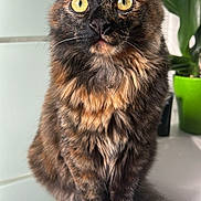 Cookie a rejoint le concours — aidez-le/la à gagner de superbes lots ! cat, tortoiseshell_cat, fluffy_tail, yellow_eyes, sitting, indoor, plant, green_pot, fur, whiskers, curious, pet, animal, feline, closeup, natural_light, white_surface, background, domestic_cat, portrait