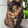 cat, tortoiseshell_cat, fluffy_tail, yellow_eyes, sitting, indoor, plant, green_pot, fur, whiskers, curious, pet, animal, feline, closeup, natural_light, white_surface, background, domestic_cat, portrait