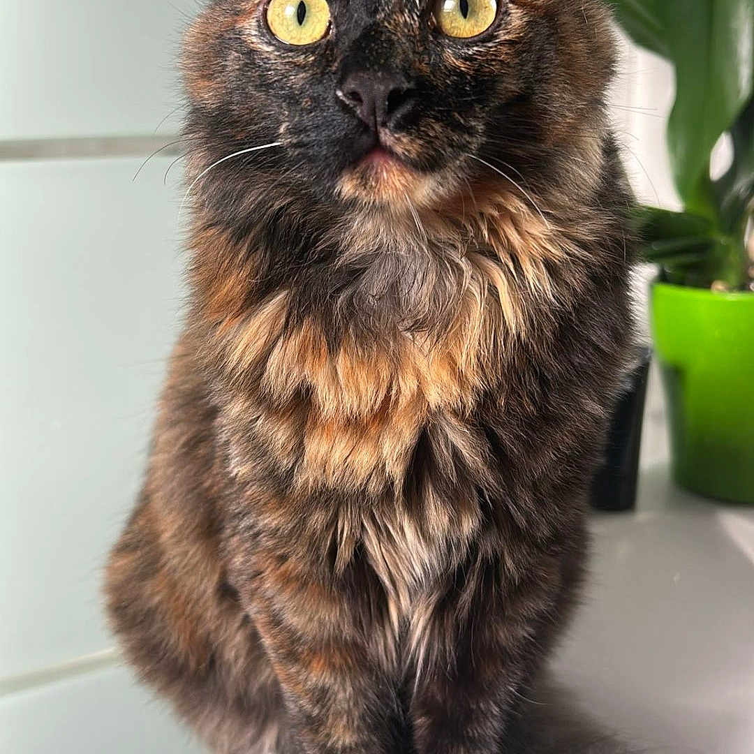 Cookie a rejoint le concours — aidez-le/la à gagner de superbes lots ! animal, background, cat, closeup, curious, domestic_cat, feline, fluffy_tail, fur, green_pot, indoor, natural_light, pet, plant, portrait, sitting, tortoiseshell_cat, whiskers, white_surface, yellow_eyes