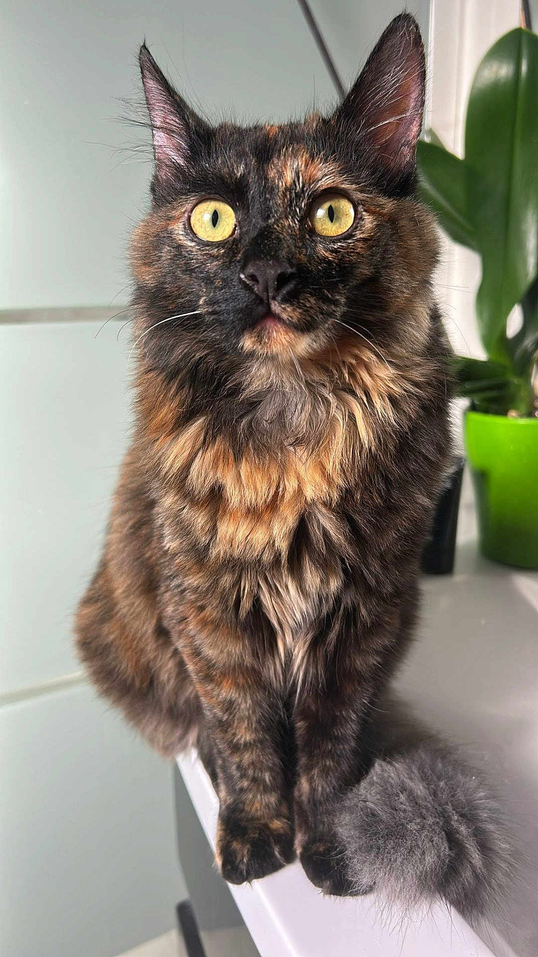 Cookie a rejoint le concours — aidez-le/la à gagner de superbes lots ! cat, tortoiseshell_cat, fluffy_tail, yellow_eyes, sitting, indoor, plant, green_pot, fur, whiskers, curious, pet, animal, feline, closeup, natural_light, white_surface, background, domestic_cat, portrait