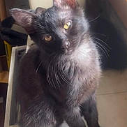 Bastet a rejoint le concours — aidez-le/la à gagner de superbes lots ! abyssinian, angora, animal, blackcat, brasssection, cat, egyptiancat, horn, kitten, manx, musicalinstrument, pet, siamese