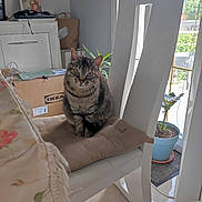 Kiki a rejoint le concours — aidez-le/la à gagner de superbes lots ! accessories, animal, architecture, bag, box, building, cat, cookware, couch, furniture, handbag, indoors, livingroom, person, pet, plant, pot, pottedplant, room, wood