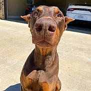 Rusty joined the competition — help win amazing prizes! animal, black, brown, canine, car, closeup, curious, doberman, dog, driveway, ears, garage, nose, outdoor, pet, puppy, sitting, suburban, sunlight, young