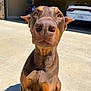 animal, black, brown, canine, car, closeup, curious, doberman, dog, driveway, ears, garage, nose, outdoor, pet, puppy, sitting, suburban, sunlight, young