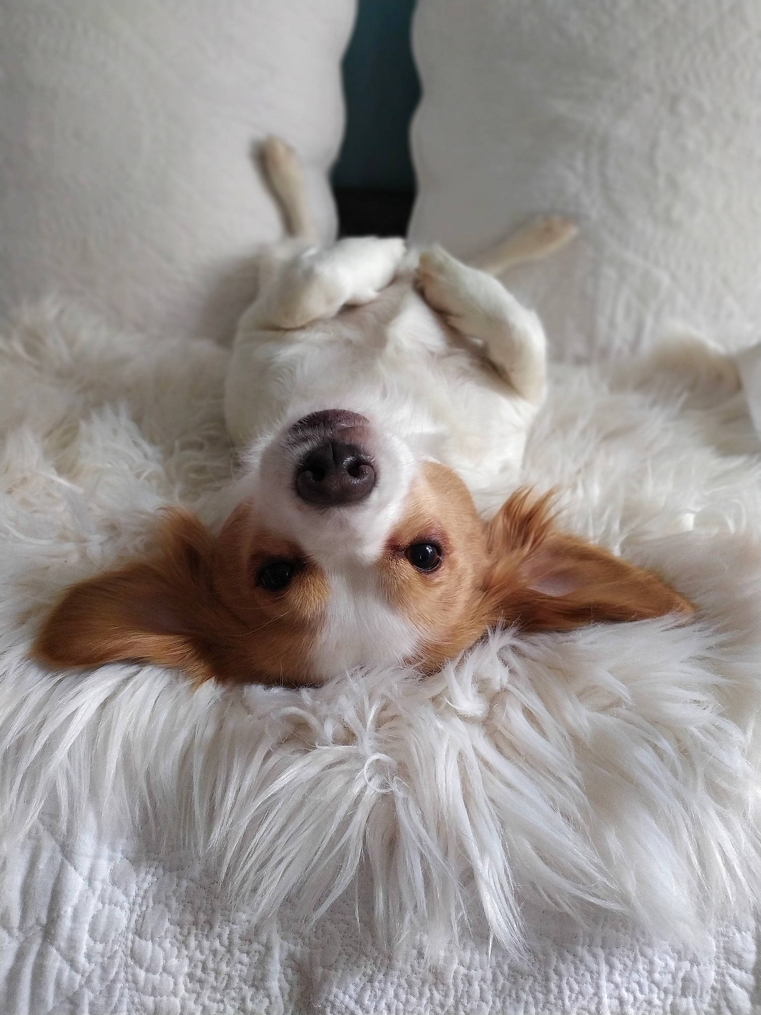 Princesse participe au concours pour gagner de l'argent avec cette photo : canidae, carnivore, cavalier_king_charles_spaniel, companion_dog, dog, dog_breed, ear, fawn, fur, kooikerhondje, mammal, puppy, snout, spaniel, sporting_group, vertebrate