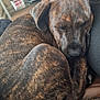Milo joined the competition — help win amazing prizes! dog, sleeping, brindle, curled_up, pet, couch, indoor, cozy, fur, animal, resting, close_up, peaceful, home, brown, black, tail, ears, photography, relaxing