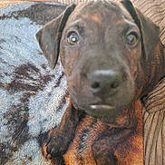 Milo joined the competition — help win amazing prizes! puppy, dog, brindle, pet, close_up, blanket, couch, fur, animal, resting, indoors, cozy, face, paw, cute, young, texture, brown, black, lying_down