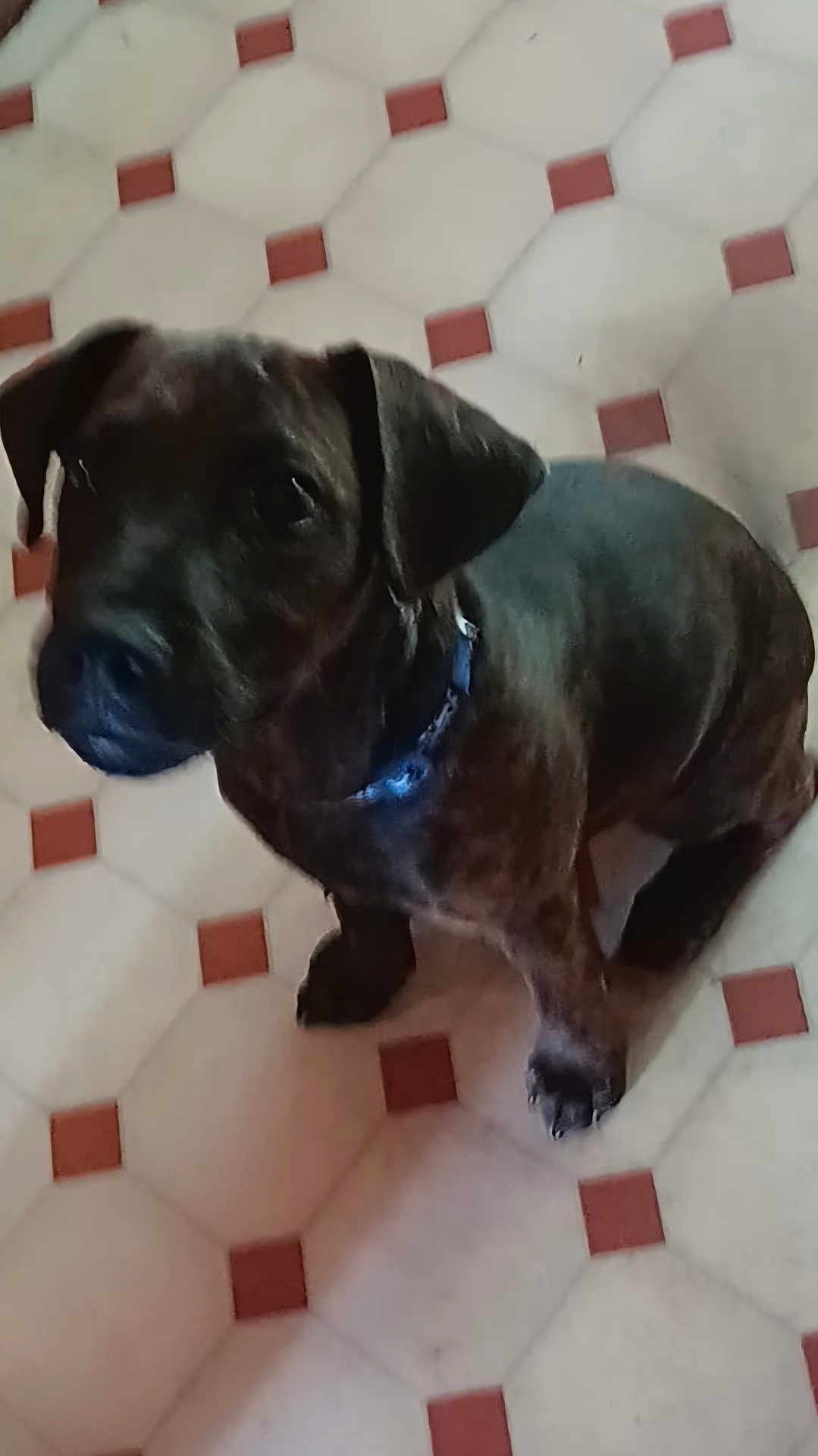 Milo