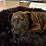 Milo joined the competition — help win amazing prizes! puppy, dog, brindle, pet_bed, indoor, floor, dog_crate, wooden_floor, resting, close_up, young_dog, fluffy, brown, black, canine, cozy, animal, household, cute, portrait