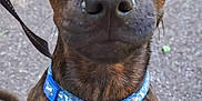 Milo is registered to the contest to win money with this photo: dog, brindle, collar, harness, pet, animal, canine, outdoor, close_up, leash, brown, black, fur, ears, snout, eyes, portrait, cute, walking, nature
