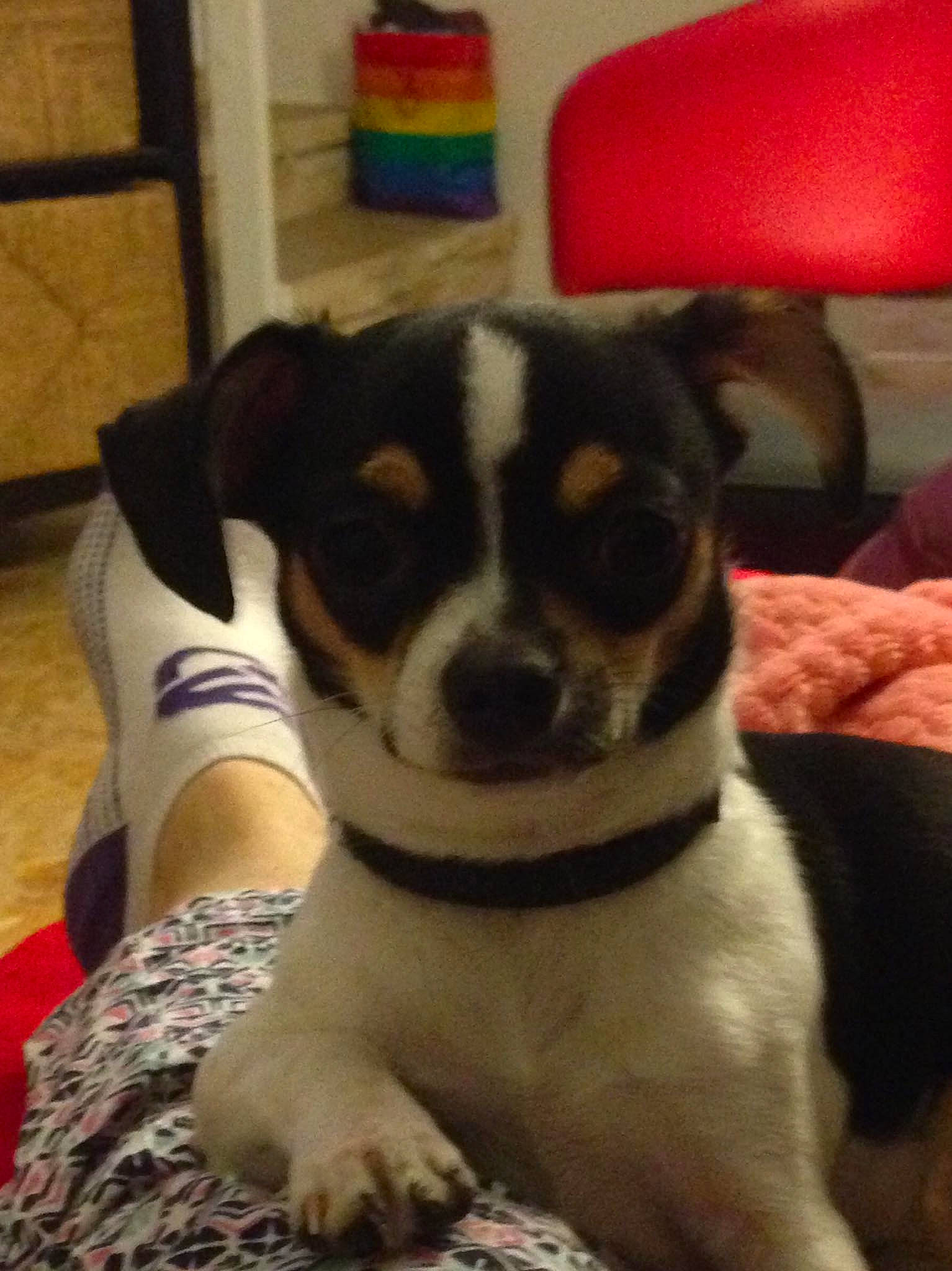 Oslo participe au concours pour gagner de l'argent avec cette photo : brazilian_terrier, canidae, carnivore, chilean_fox_terrier, companion_dog, danish_swedish_farmdog, dog, dog_breed, feist, jack_russell_terrier, mammal, miniature_fox_terrier, puppy, rat_terrier, ratonero_bodeguero_andaluz, russell_terrier, snout, sporting_group, tenterfield_terrier, vertebrate