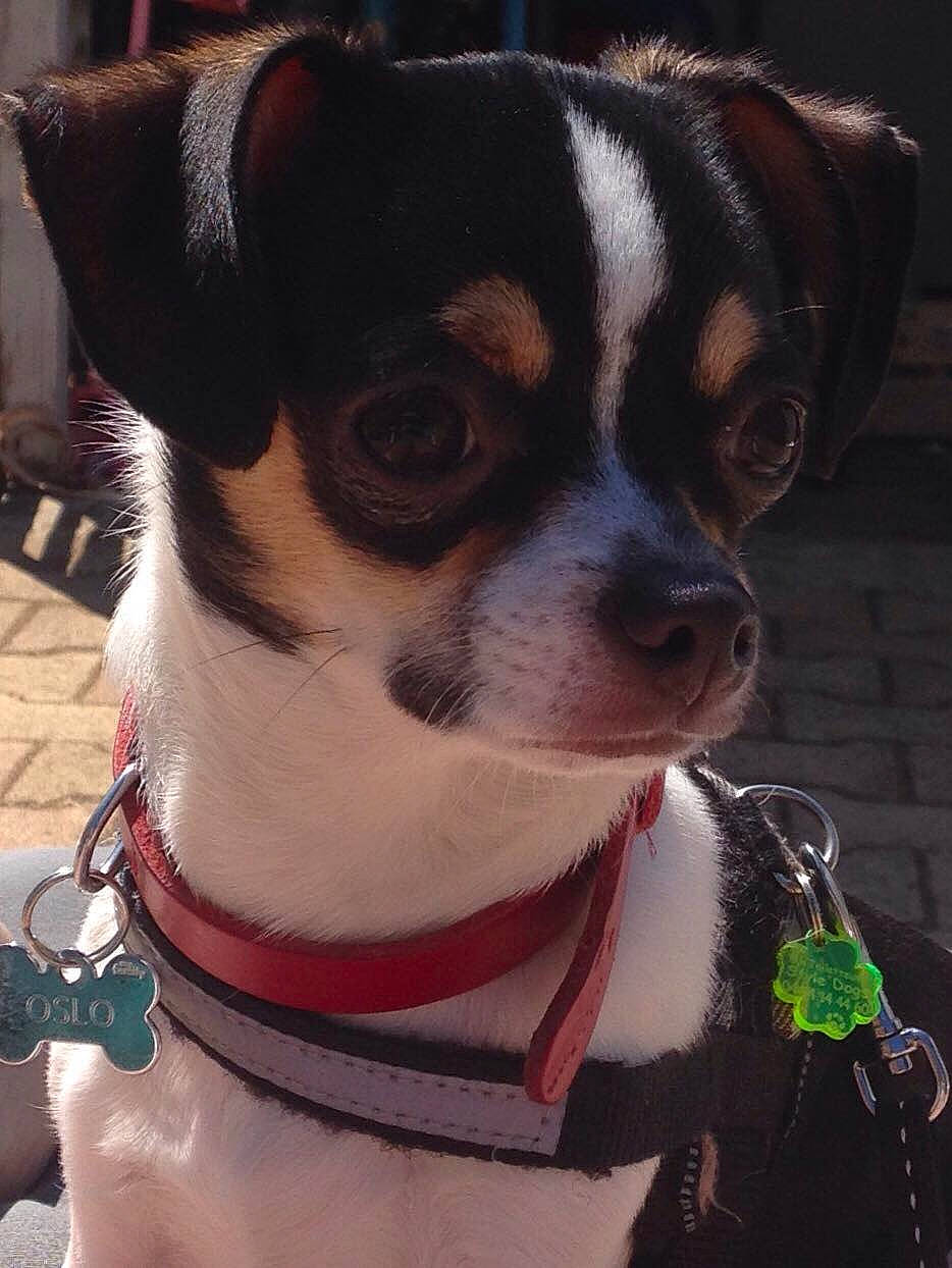 Oslo participe au concours pour gagner de l'argent avec cette photo : brazilian_terrier, canidae, carnivore, chilean_fox_terrier, collar, companion_dog, danish_swedish_farmdog, dog, dog_breed, dog_collar, leash, mammal, miniature_fox_terrier, rare_breed_dog, rat_terrier, ratonero_bodeguero_andaluz, snout, sporting_group, tenterfield_terrier, toy_fox_terrier