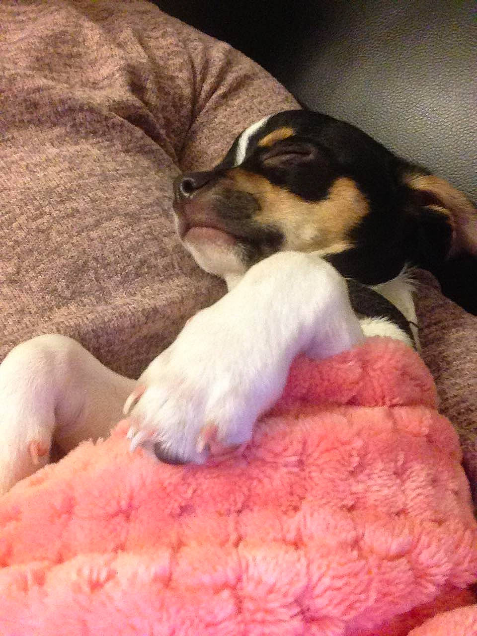 Oslo a rejoint le concours — aidez-le/la à gagner de superbes lots ! canidae, carnivore, companion_dog, dog, dog_breed, fox_terrier, jack_russell_terrier, mammal, nap, puppy, puppy_love, rat_terrier, ratonero_bodeguero_andaluz, russell_terrier, vertebrate