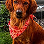 Tawnie joined the competition — help win amazing prizes! dog, golden_retriever, bandana, red_bandana, outdoor, grass, garden, plant, leaf, football_pattern, pet, animal, mammal, fur, portrait, sitting, friendly, cute, canine, nature