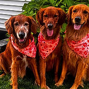 Tawnie joined the competition — help win amazing prizes! dog, golden_retriever, bandana, grass, outdoor, pets, three_dogs, happy, tongue_out, leafy_background, nature, smiling, mammal, animal, sitting, cute, summer, fur, canine, friendly