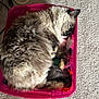 cat, fluffy, pet, container, pink, carpet, indoor, fur, relaxed, cute, animal, whiskers, paws, resting, cozy, domestic, curious, sleeping, soft, closeup