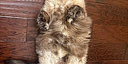 Zoe is registered to the contest to win money with this photo: cat, fluffy, blue_eyes, wooden_floor, mirror, indoor, pet, fur, cute, relaxed, animal, lying_down, paws, wide_eyes, domestic_cat, whiskers, tabby, playful, soft, feline