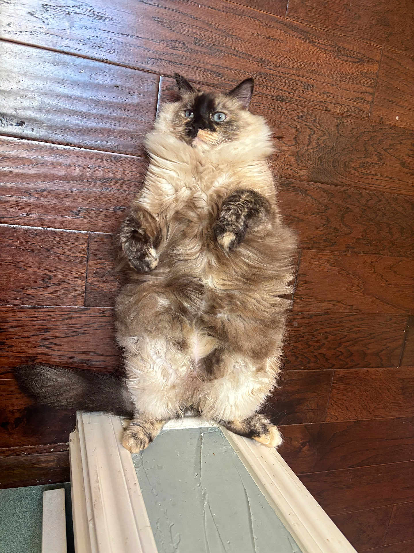 Zoe