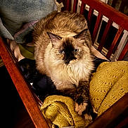 Zoe joined the competition — help win amazing prizes! black, blanket, brown, cat, closeup, comfort, cozy, cream, eyes, feline, fluffy, fur, home, indoor, knitted_blanket, paws, pet, plush_toy, resting, wooden_crib