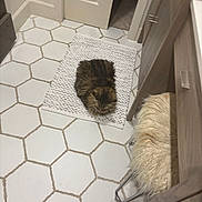 Jade joined the competition — help win amazing prizes! cat, tabby_cat, rug, floor_tile, hexagonal_tile, bathroom, stool, furniture, wood_cabinet, indoor, pet, fur, cozy, white, brown, texture, home, floor, resting, domestic_animal