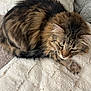 Jade is registered to the contest to win money with this photo: cat, tabby, fluffy, fur, pet, animal, sleepy, cozy, blanket, soft, indoor, resting, whiskers, ears, paw, cute, feline, relaxed, mammal, companion