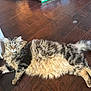 Jade joined the competition — help win amazing prizes! cat, tabby, fluffy, lying_down, wooden_floor, indoor, pet, feline, relaxed, fur, whiskers, domestic_animal, animal, mammal, cute, resting, close_up, household, tabby_cat, long_hair