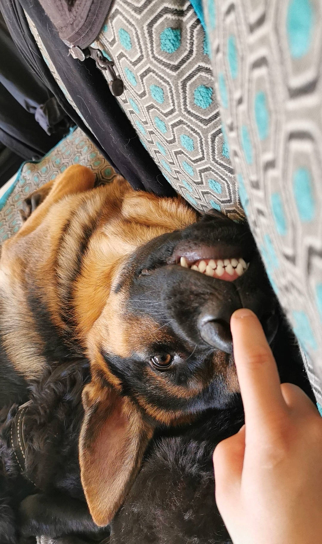 Many a rejoint le concours — aidez-le/la à gagner de superbes lots ! blue, canidae, carnivore, comfort, companion_dog, dog, dog_breed, electric_blue, fawn, gesture, hand, liver, nail, pattern, snout, sporting_group, textile, thumb, whiskers, wrinkle