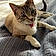 Nala