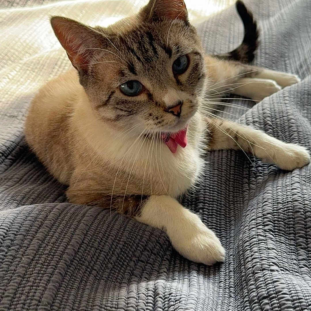 Nala