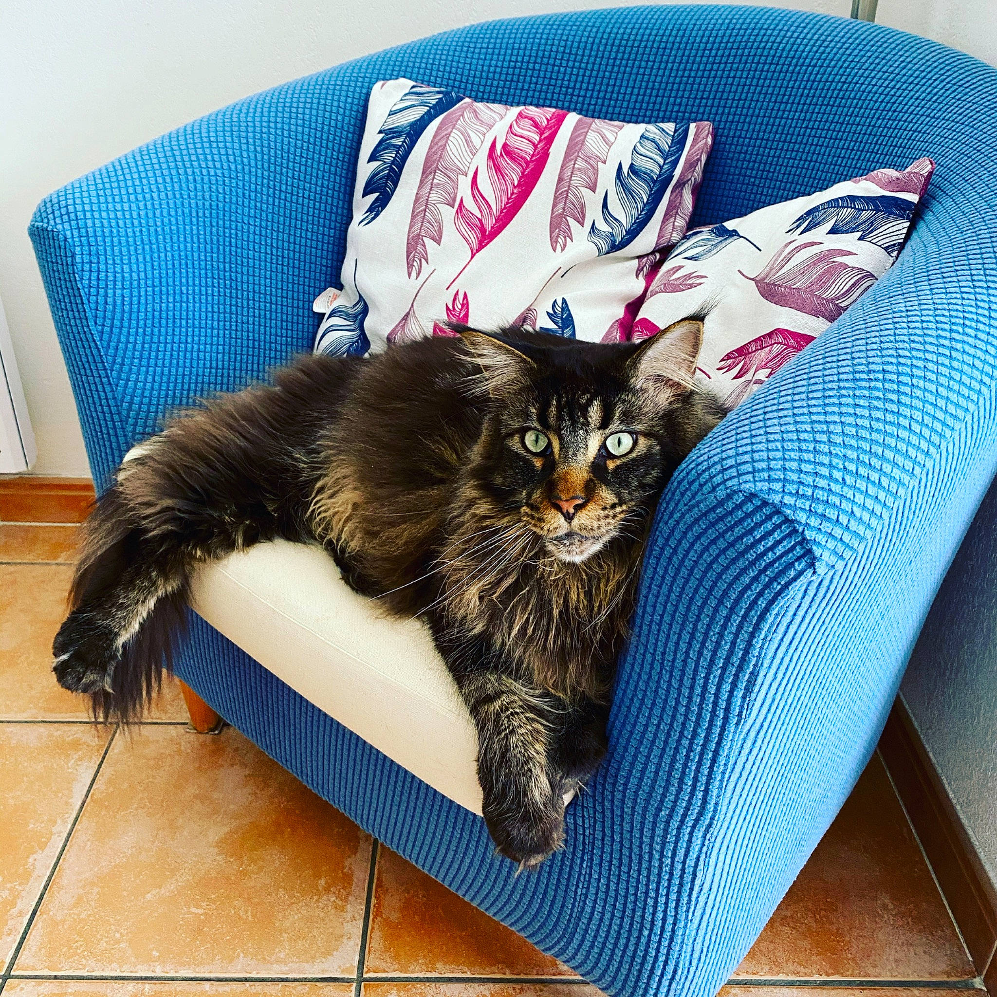 Mickey participe au concours pour gagner de l'argent avec cette photo : asian, bed, carnivore, cat, comfort, domestic_short_haired_cat, dragon_li, european_shorthair, felidae, fur, furniture, kitten, linens, maine_coon, norwegian_forest_cat, small_to_medium_sized_cats, tabby_cat, whiskers