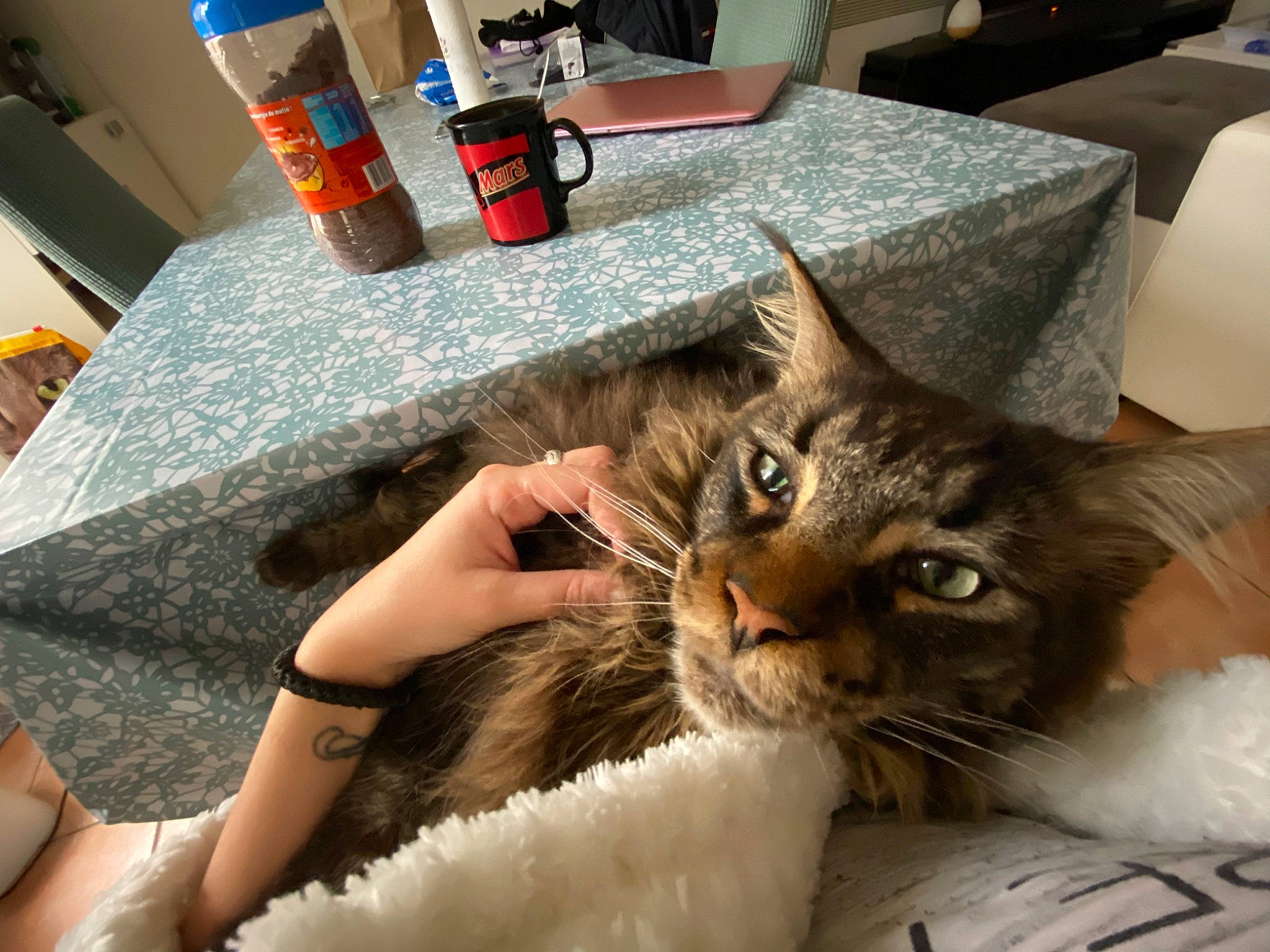 Mickey a rejoint le concours — aidez-le/la à gagner de superbes lots ! aegean_cat, american_shorthair, asian, carnivore, cat, claw, domestic_long_haired_cat, domestic_short_haired_cat, dragon_li, european_shorthair, eye, felidae, fur, hand, kitten, leg, polydactyl_cat, small_to_medium_sized_cats, tabby_cat, whiskers