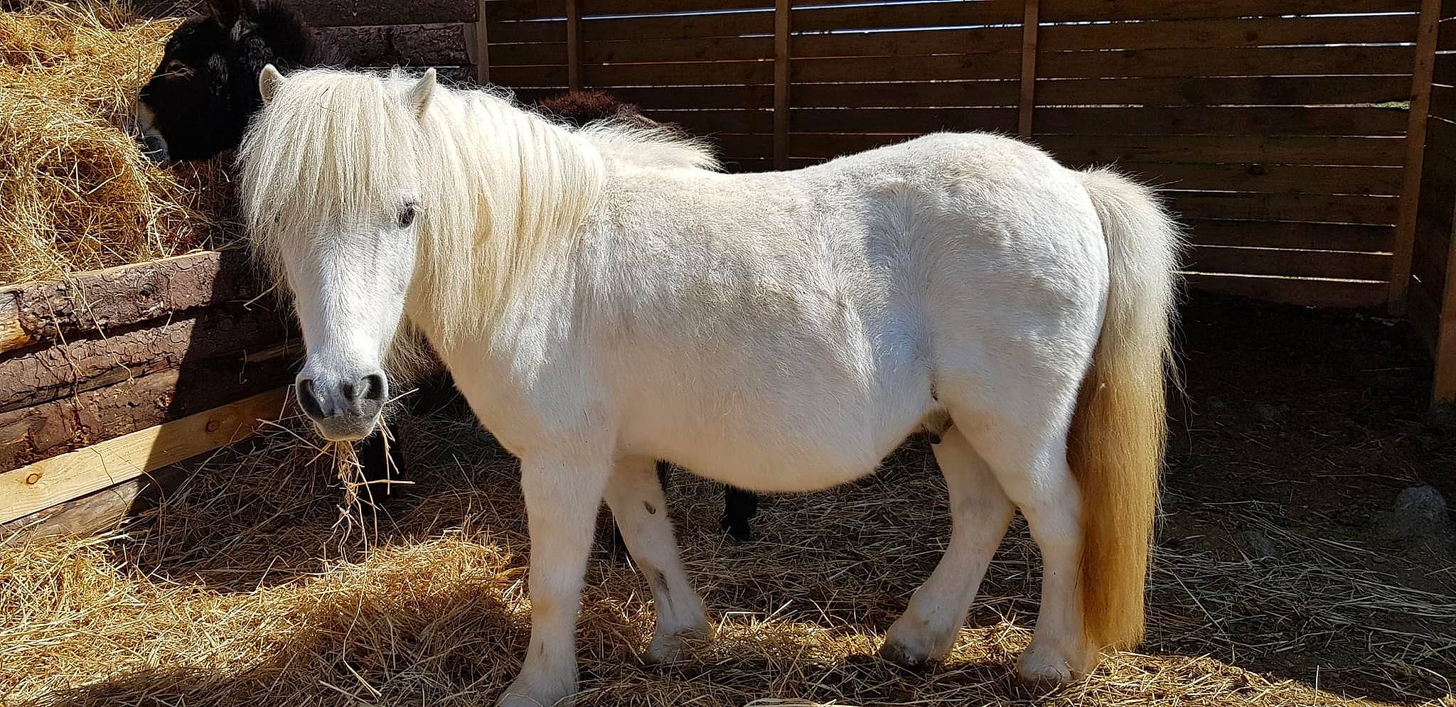 Beauty a rejoint le concours — aidez-le/la à gagner de superbes lots ! horse, livestock, mammal, mane, mare, pony, shetland_pony, stallion, vertebrate